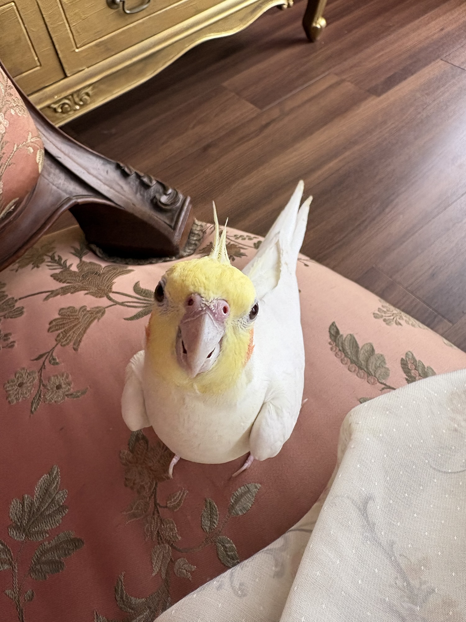 🍅🐥💗《トマトノオカメインコ殿下の発見報告なのん》💗🐥🍅